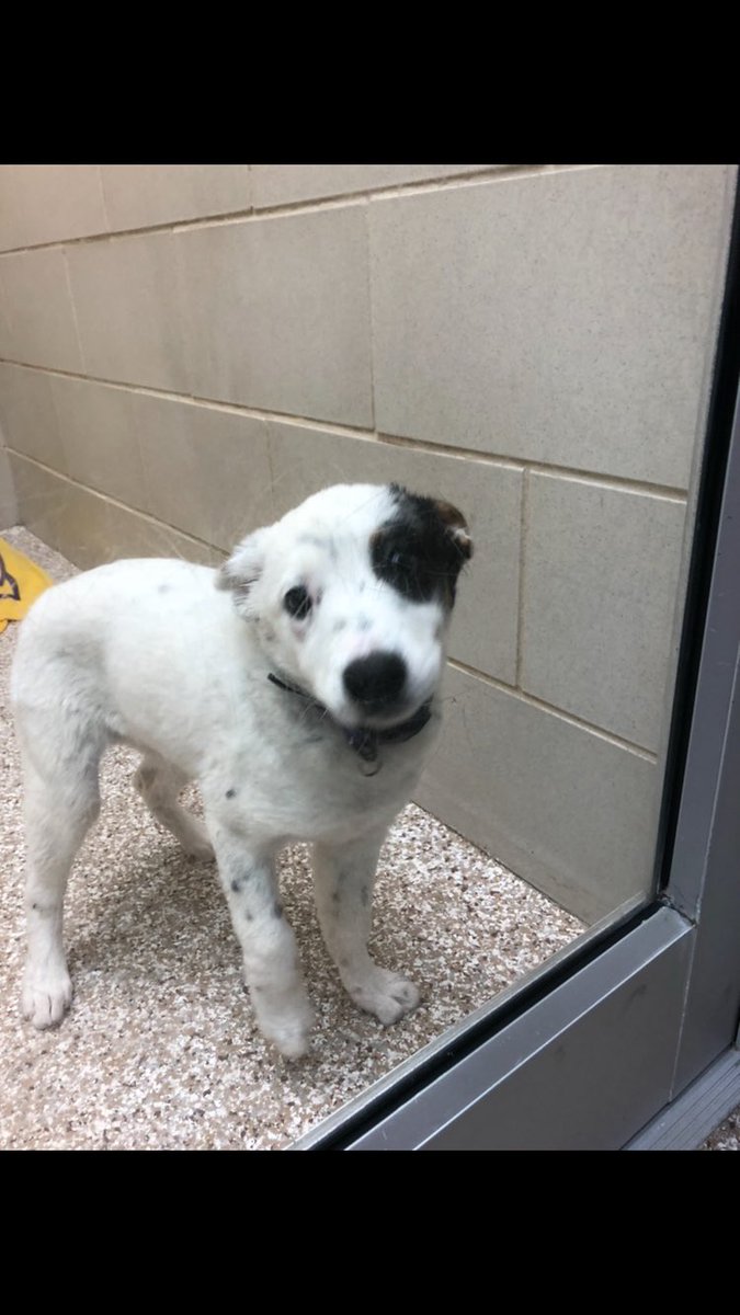 mejane67's tweet image. Check out my dog niece Winnie! She was so scared in the shelter and so happy to be adopted! #rescue #AdoptDontShop @darth @IvePetThatDog @dog_rates