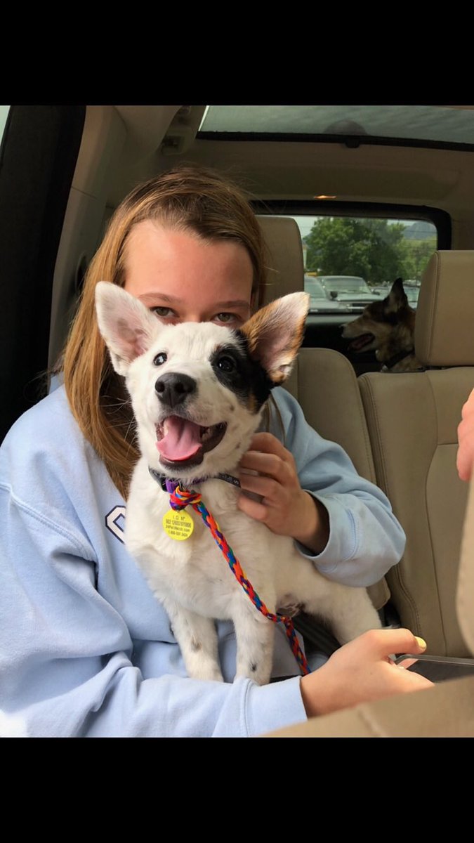 Check out my dog niece Winnie! She was so scared in the shelter and so happy to be adopted! #rescue #AdoptDontShop <a href="/darth/">darth™</a> <a href="/IvePetThatDog/">I’ve Pet That Dog</a> <a href="/dog_rates/">WeRateDogs</a>