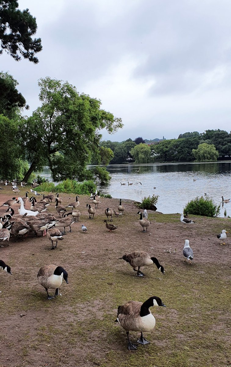 JJBrooks__'s tweet photo. Last time I do that route again with a single gear bike...many hills 🤡

Roath lake is obviously a stunner though. My path was blocked by a group of geese...aka a gaggle (totally googled that) 🤠

Onto the next one! 

@LandAid
@StrideTreglown 

#QuarenTEN #Endyouthhomelessness https://t.co/nypuuLiFDc