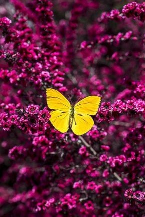 R_Ahmed32's tweet photo. #flowers #flower #buttetfly https://t.co/e9LjoAnYb8