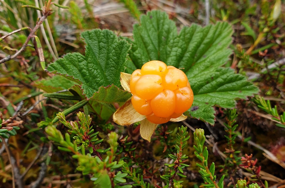 KirsiTor's tweet photo. No nyt niitä löytyi🥰 ai että.. #hilla #suolla https://t.co/Tmswx0NlrG