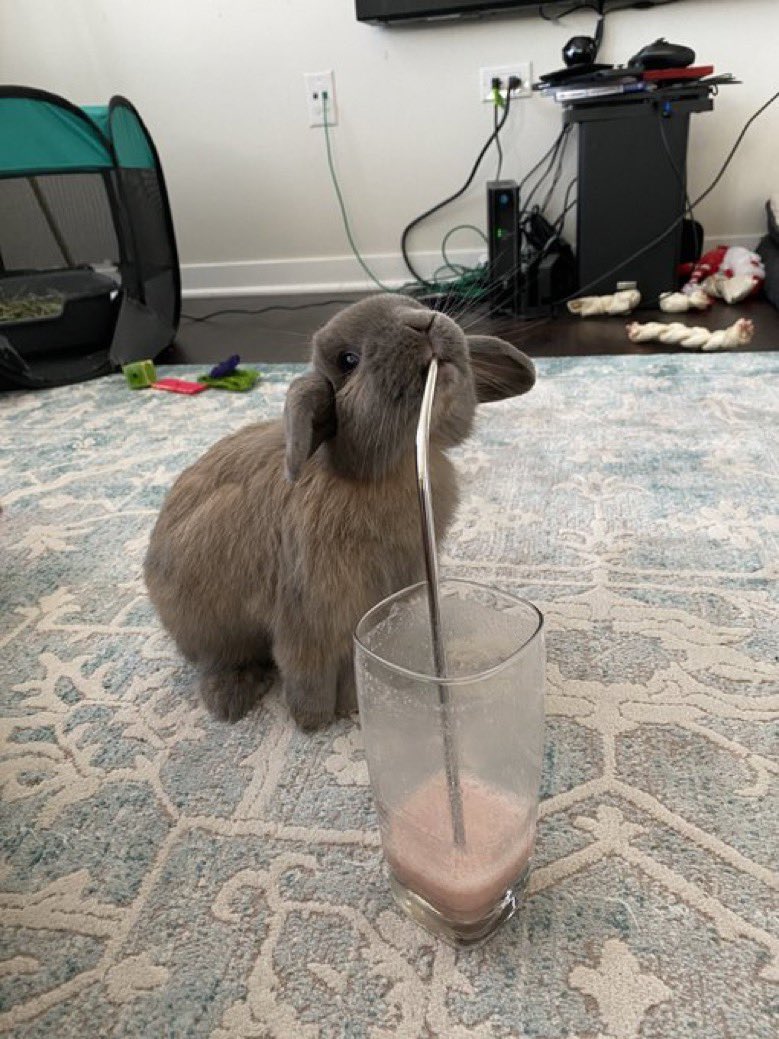 This is Moose. He’s just having his smoothie. Metal straw because he’s an environmentalist king. 14/10 good boy would pet