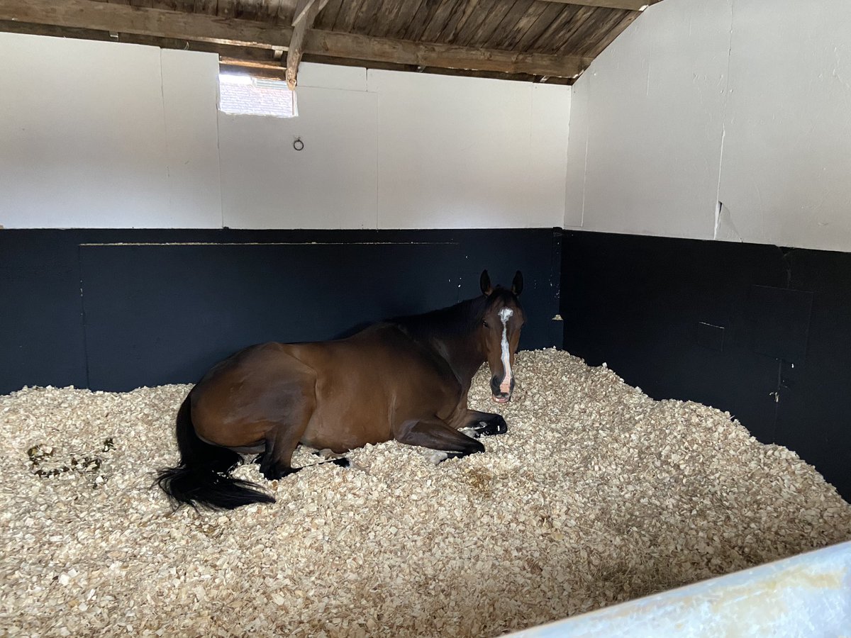 jamiesnowden's tweet photo. Good to see dual #winner #Battleofthesomme and #TractorFred have settled straight back into life at #FollyHouse having arrived today after their 3 and a half month #coronavirus holiday. @BetVictor https://t.co/koX9PYRaTd