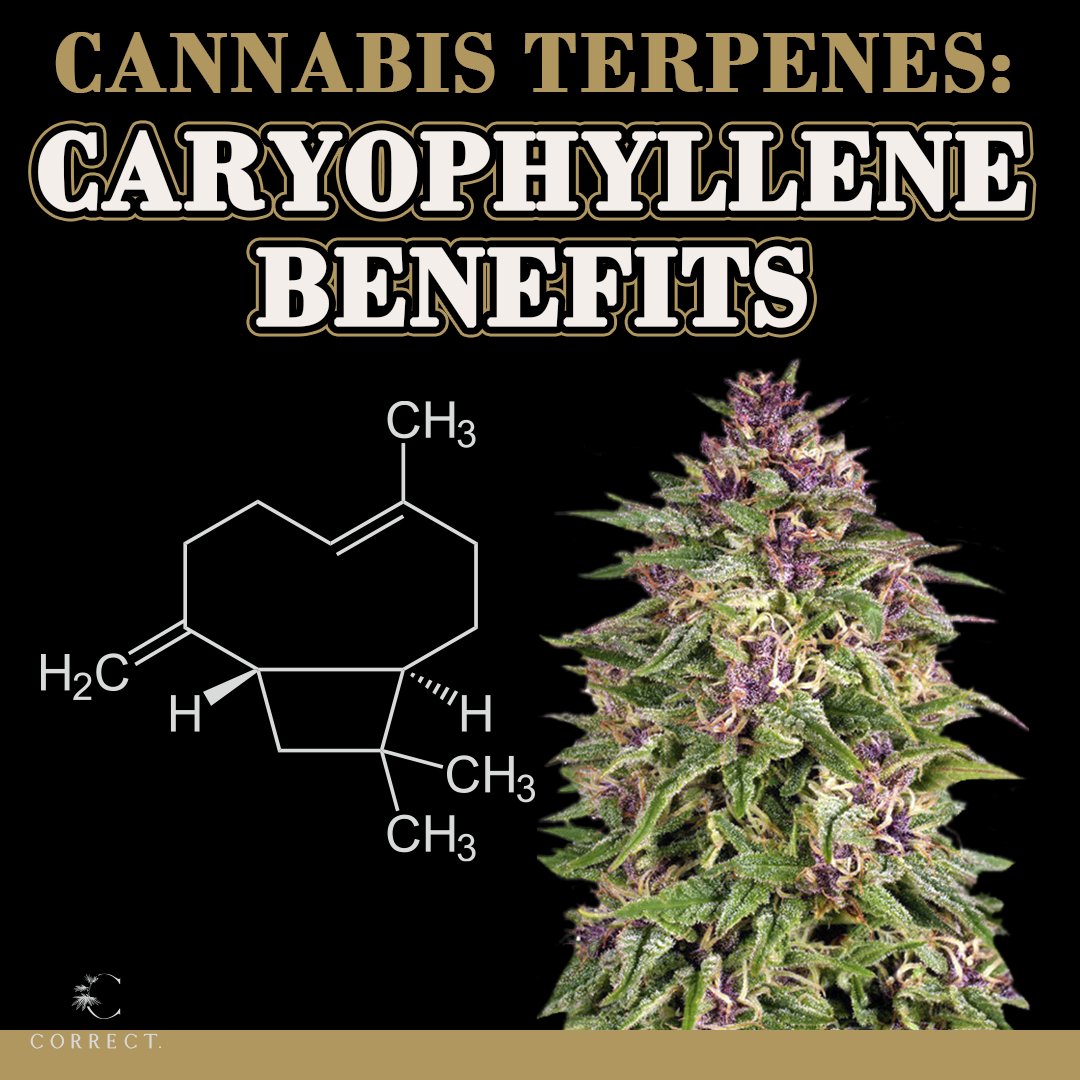 correctcannabis's tweet photo. Caryophyllene has the following potential medical benefits:
🟤 Anti-inflammatory and analgesic
🟤 Alcohol craving reduction
🟤 Anti-cancer
🟤 Anti-anxiety and anti-depressant

#terpenes #cannabis https://t.co/quhIU7rCo5