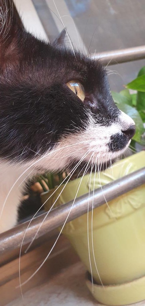 Tom Sawyer finally caught Jerry 1 and Jerry 2.