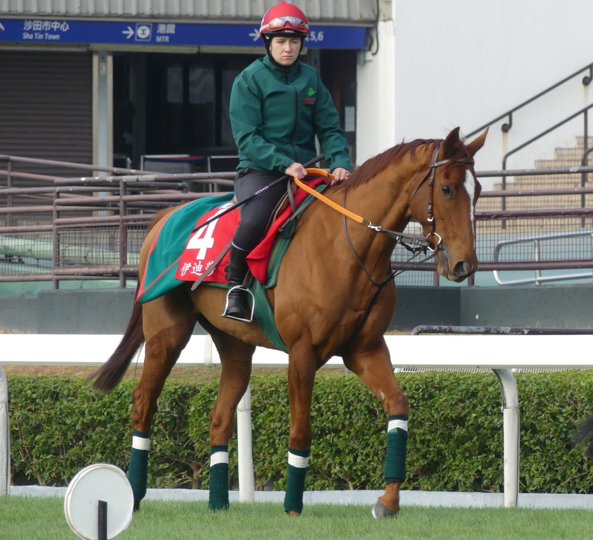 seenthestars's tweet photo. #Edisa at Sha Tin last December https://t.co/ETdDJqhpAr
