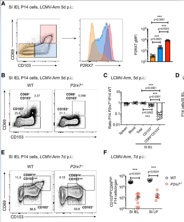 mmw_lmw's tweet photo. CD8 #ResidentMemory T cells | Generation of long-lived CD103+CD69+ Trm cells requires P2RX7 expression | Steve  Jameson @UMNews @ImmunityCP https://t.co/w8p656bM96 https://t.co/tPkUAXEjhp