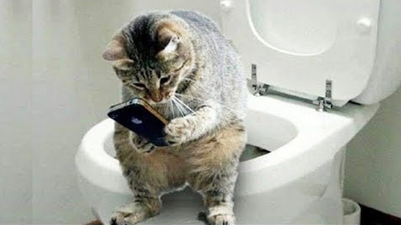 Meow Moe on X OMG So Cute Cats Best Funny Cats Cat Kittens Kitten Kitty Pets Pet Meow Moe CuteCats CuteCat CuteKittens CuteKitten MeowMoe CatFails CatLogic CatReact CatReaction CatVideos