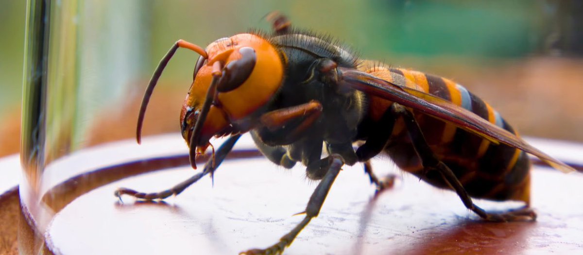 MrRaceBannon's tweet photo. Dial M For Murder Hornet #PutAMovieOrTVShowIn2020 https://t.co/bPjcxKYLZH