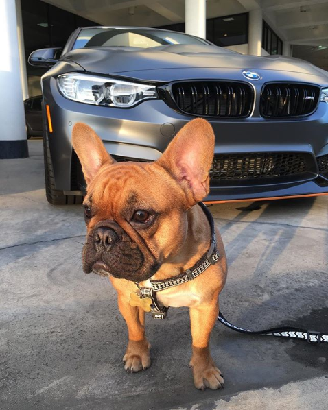 SterlingBMW's tweet photo. A very happy #ThrowbackThursday to this adorable pooch! Who doesn't love pets and their BMWs? https://t.co/F8RDdmot4v
