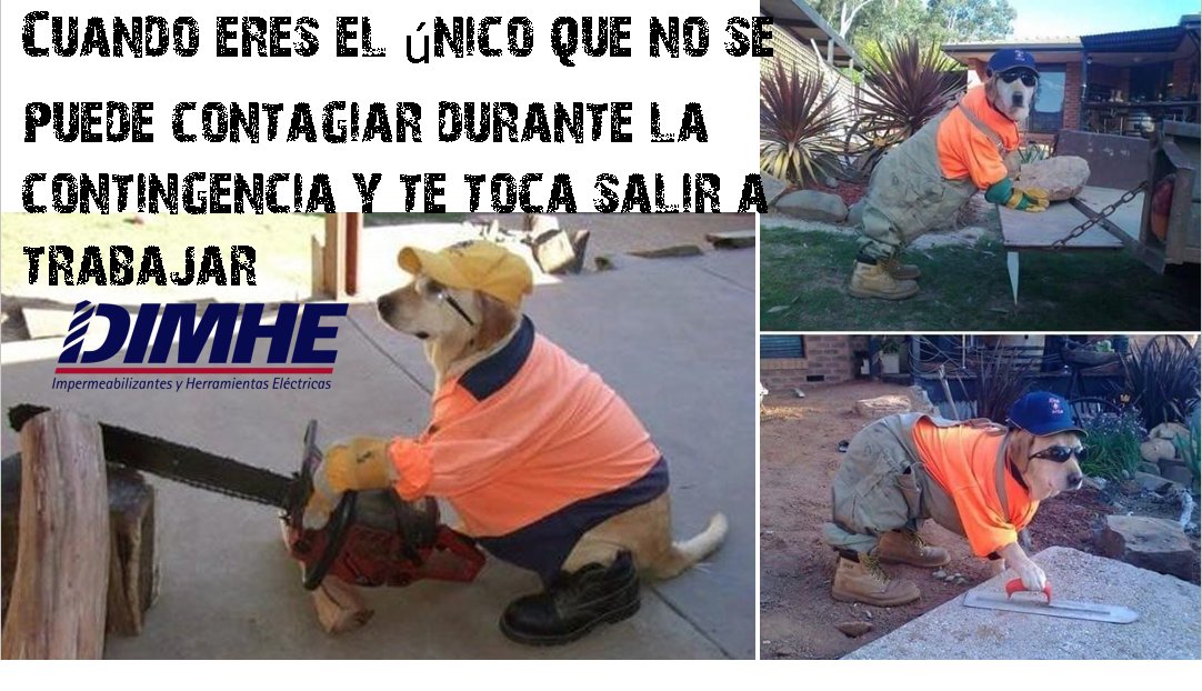 DimheMas's tweet photo. #meme #memes #FelizJueves  #tristeturno #CosasQueMeAlegran #fadelasmascotas #fandelasherramientas #perros 
Tomando mediadas durante la  contingencia pero hoy es jueves https://t.co/PWKG9Bp6OV