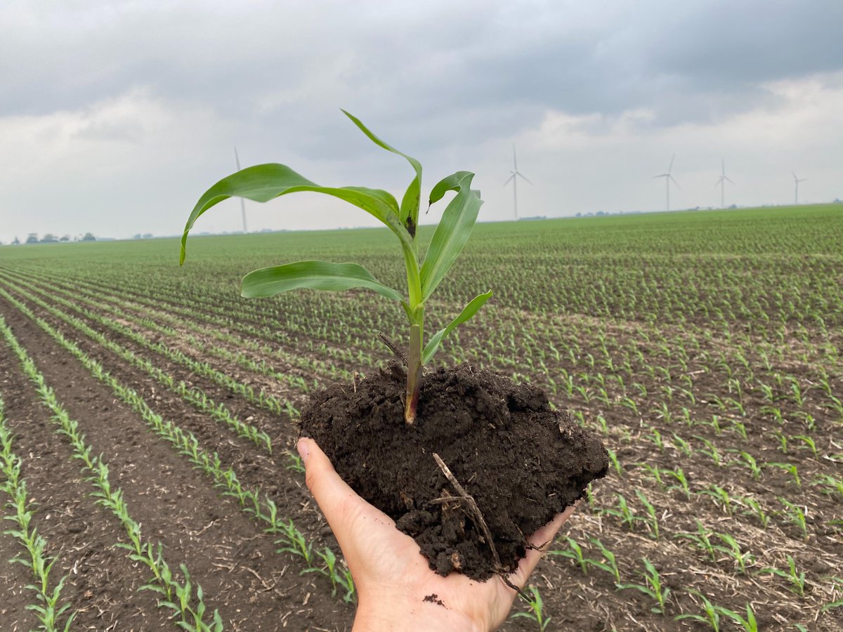 Young corn, rich soil, the 2020 growing season is looking good! The roots of this plant will head back to the lab to analyze how our microbes are doing