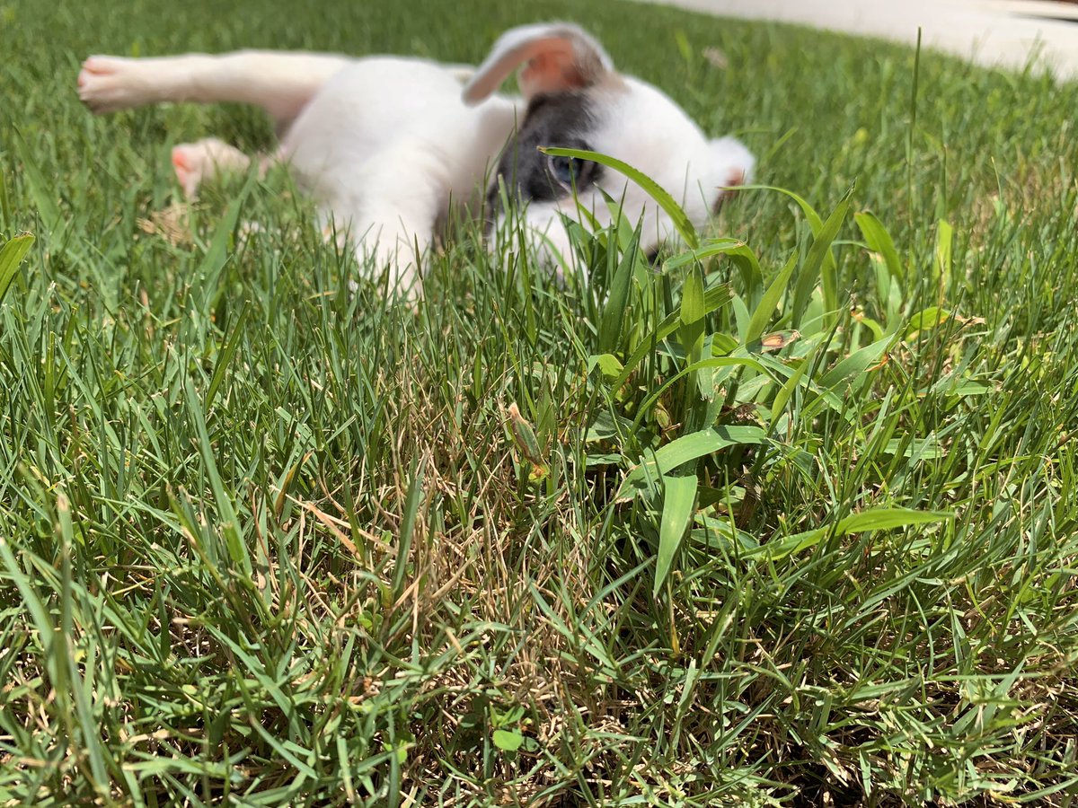 rudegyalbts's tweet photo. Today we played for EXTRA long so i’m about to take a huge nap , i’m very tired 🥴. i think mommy forgot i’m still just a puppy ! #toomuchplaytime #puppyproblems 
#puppytweets https://t.co/UU42Xid4yj