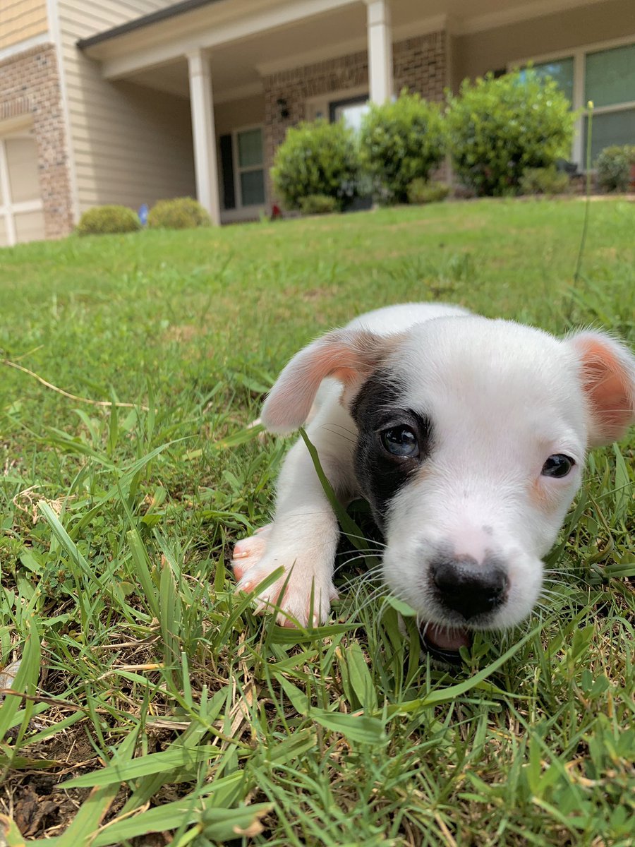 rudegyalbts's tweet photo. Today we played for EXTRA long so i’m about to take a huge nap , i’m very tired 🥴. i think mommy forgot i’m still just a puppy ! #toomuchplaytime #puppyproblems 
#puppytweets https://t.co/UU42Xid4yj