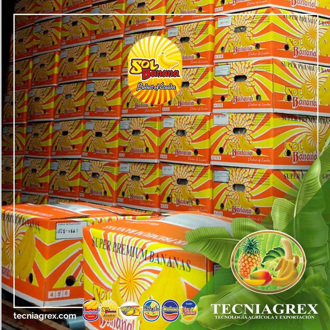 Caja Sol Banana

Nuestras marcas haciendo la diferencia en calidad y presencia en los mercados internacionales.
#corporacionblarrion,  #calidad, #banana🍌
#Tecniagrex, #Frutical, #Banacalm y #Krasnaya, #Ecuador🇪🇨️, #Machala, #ElOro.