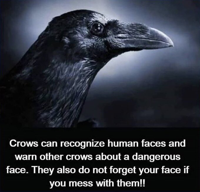 Wyatt Shears (@oldhauntedhorse) on Twitter photo 