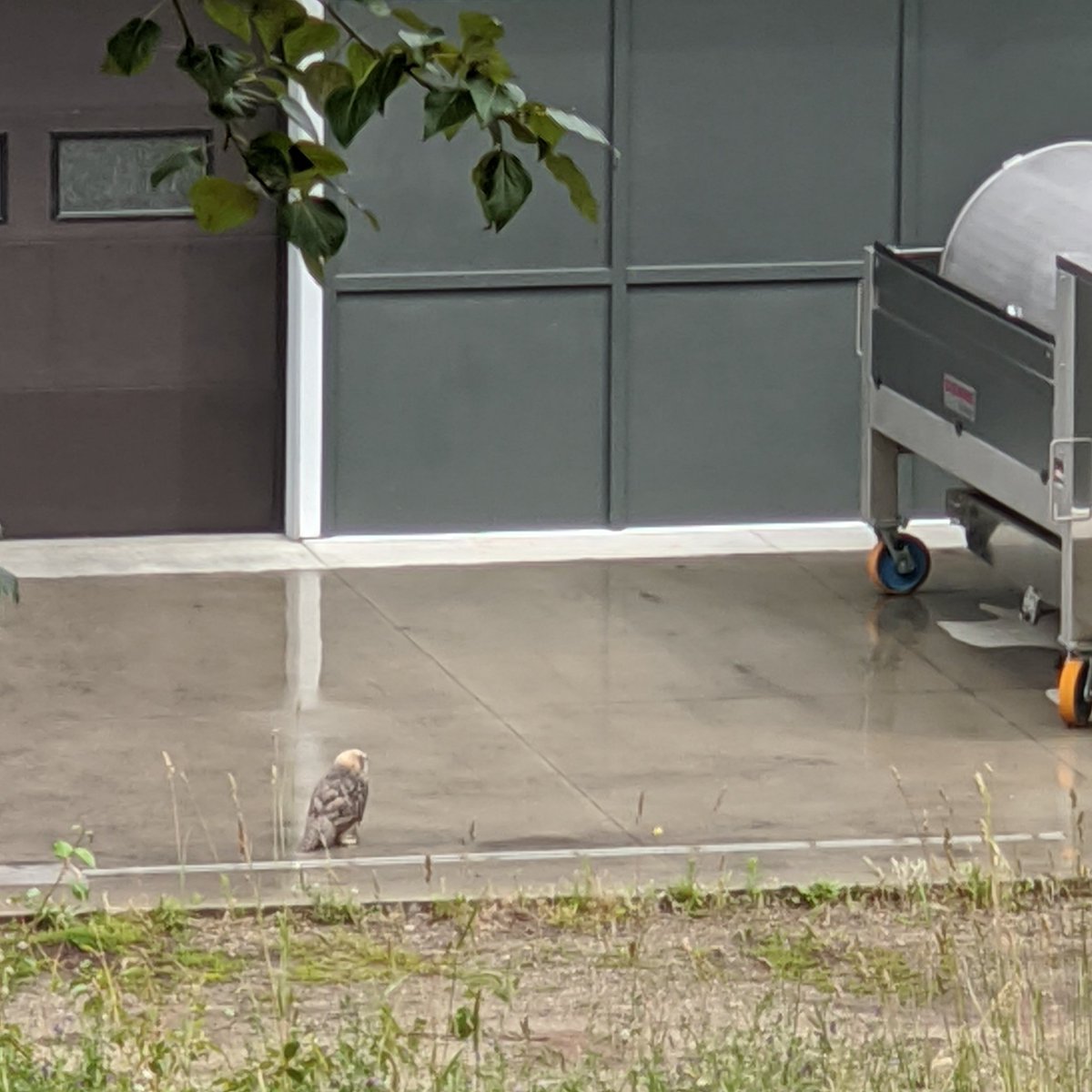 NagDoubtWines's tweet photo. This incredible #owl came to visit the #NaggingDoubt crushpad this morning. We think he usually lives at our neighbour's place, right, @tantaluswine? Amazing! Definitely worth a tweet (or better yet, a hoot!).
#NaggingDoubtWines #BCWine #OkanganLife #Okanagan #Kelowna https://t.co/gKgbVOWbw6