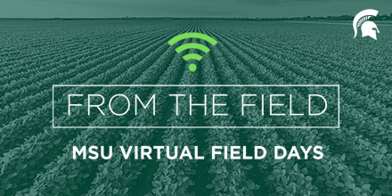 MSUAgBio's tweet photo. Due to the #COVID19 pandemic, our annual field days are going online this year. Join us for presentations and discussions highlighting MSU's ongoing agricultural research and outreach throughout the summer and fall. #MSUVirtualFieldDays https://t.co/JtGYCPWAHS https://t.co/wg6Fx0Thi2
