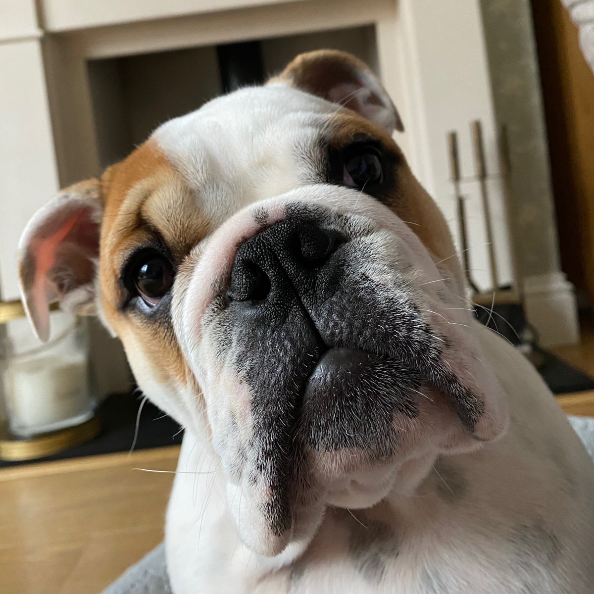 Just checking, has everyone had a great day? 🐾❤️🐶 Barney #BarneyTheBulldog #Bulldog #EnglishBulldog #Puppy #PuppyBulldog #BulldogsOfFacebook #BulldogsOfInstagram #BulldogsOfTwitter #WhereIsTheSun #DogsOfTwitter #Thursday #GreatDay