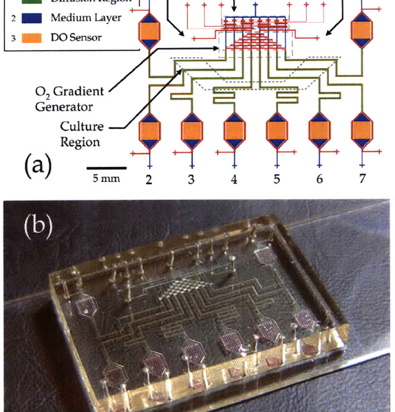metafluidics's tweet image. Have you ever needed to provide controllable oxygen levels to an array of microchambers? Try building the Microfluidic Oxygenator by Todd Thorsen! Find out more at: metafluidics.org/devices/microf…

#metafluidics #microfluidics #communitybio