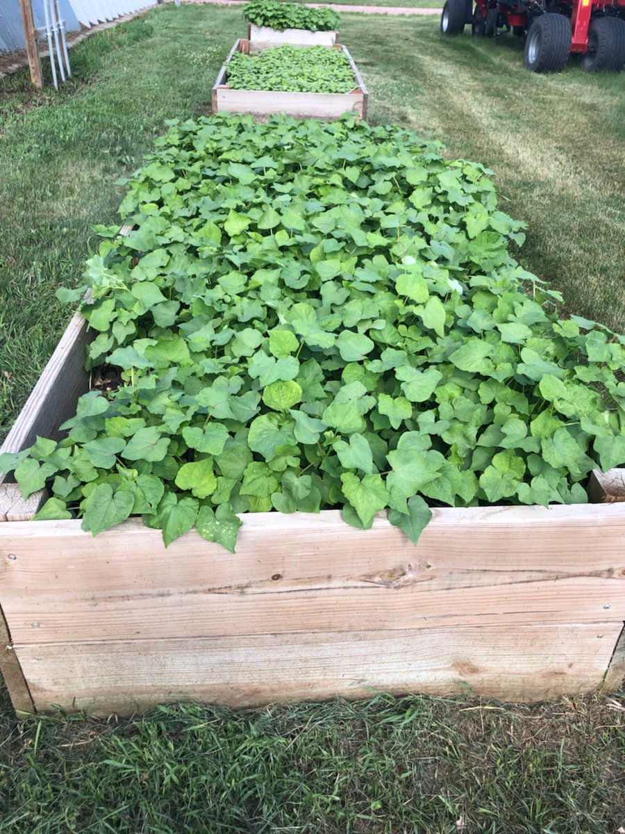 GroundWorksSDAg's tweet photo. @GroundWorksSDAg  adapted their planting this summer, but a new approach was introduced. Buckwheat seed was planted in June, giving the beds crop coverage, weed suppression, and an opportunity for pollinators.
Lessons in soil health, crop rotation, and fall planting all in one! https://t.co/XMhPySEBnw