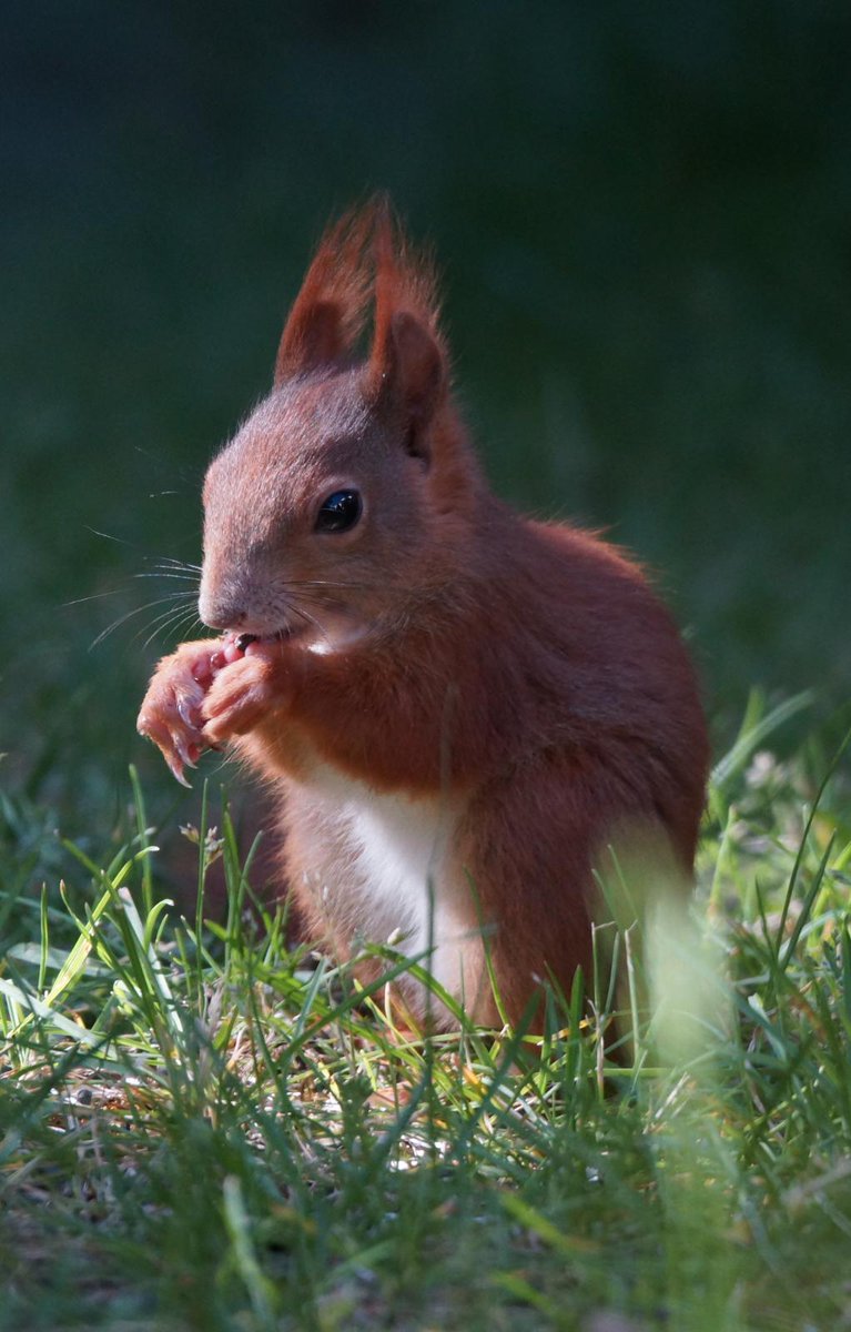 Dalph's tweet image. #Squirrelcontent
Unser kleiner Gartenzwerg :)
