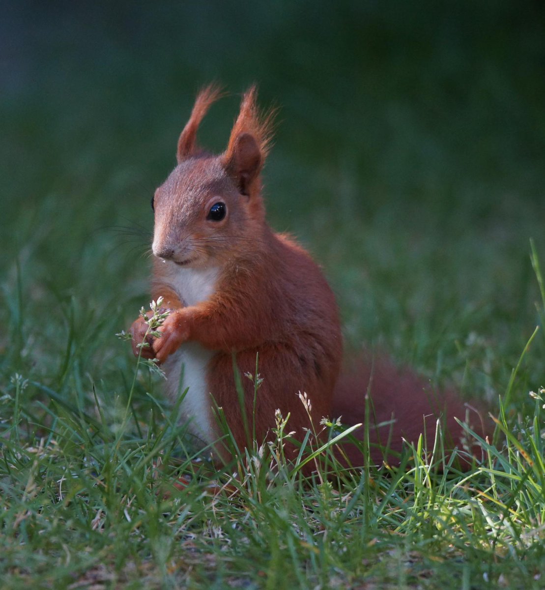 Dalph's tweet image. #Squirrelcontent
Unser kleiner Gartenzwerg :)