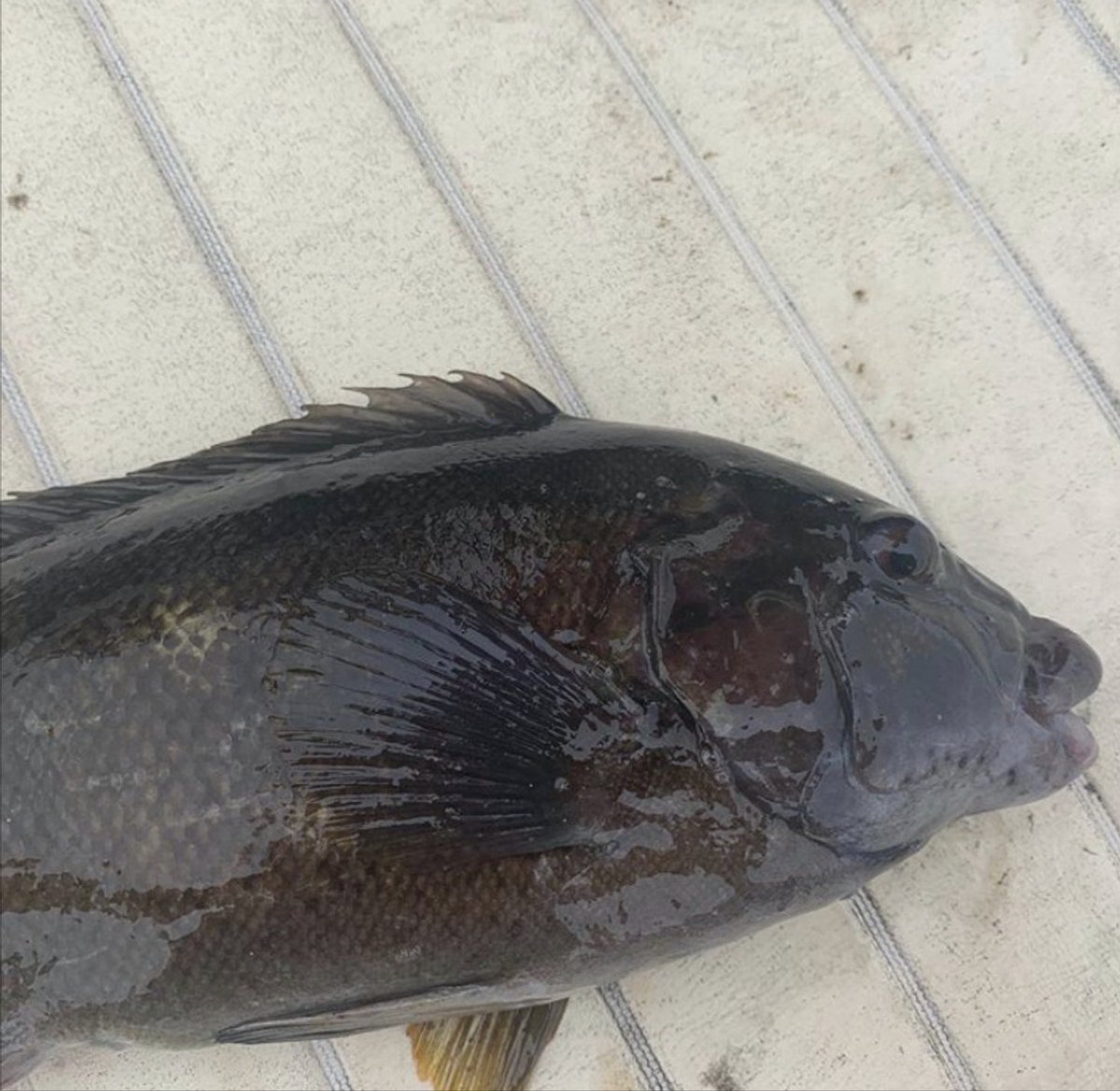 SaveTheBayRI's tweet photo. From @CoastkeeperRI: Another busy @savethebayri water quality day on the water with #teamprescott. Seven sites along the lower Pawcatuck River and Little Narragansett Bay. Along with checking out two blue crab traps. Today’s catch was two scup and a tautog. #littlenarrbay https://t.co/Vu3cT7QlsW