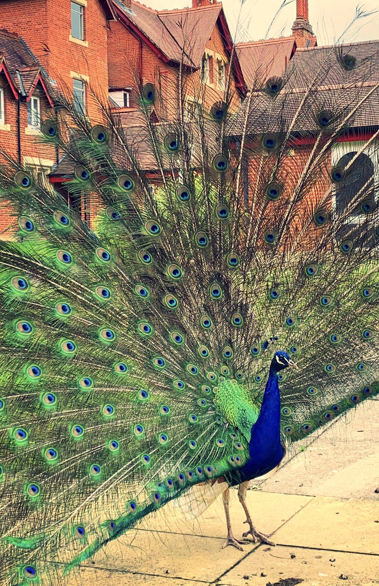 Pedro Oliveira 👁🗨 (@72pedrooliveira) on Twitter photo Getting ready to show of our feathers once again <a href="/PendleyManor/">Pendley Manor Hotel</a> #tring #Hertfordshire #staycation #hospitality #Countryside Getting ready to show of our feathers once again <a href="/PendleyManor/">Pendley Manor Hotel</a> #tring #Hertfordshire #staycation #hospitality #Countryside