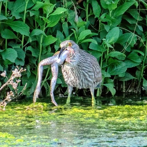 RedRockAudubon's tweet photo. Black Crowned Night Heron bites off more than he can chew! @cityofhenderson #blackcrownednightheron #birdsoflasvegas #birdsofvegas #audubon #wildlife
📷 courtesy Tim Almond https://t.co/QGPUJNeDxt