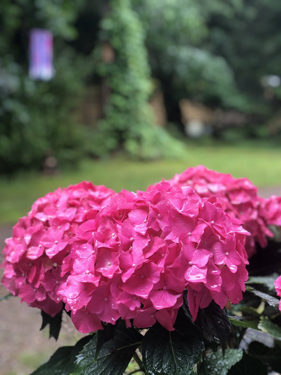 Get Natur blumen Free