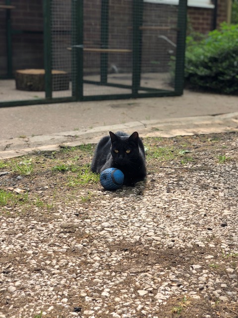 ProtectaPet's tweet photo. "I just wanted to thank you again for all of your help with our cat fencing :) I know it was a really complicated job! I’m so so happy to have it all finished and the cats love it 😍 I’ve attached some photos of them enjoying it 😊 "

#cats #catio #catfencing https://t.co/wb7dyM7jDd