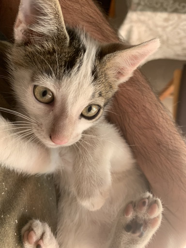julio17pjc's tweet photo. @IllisiaCosplay Pues juego con el gato que hay en mi patio (porque no es mío) y pienso que algo tendré que no se va. Alguna sugerencia para el  nombre? https://t.co/3xL7DQgDrT
