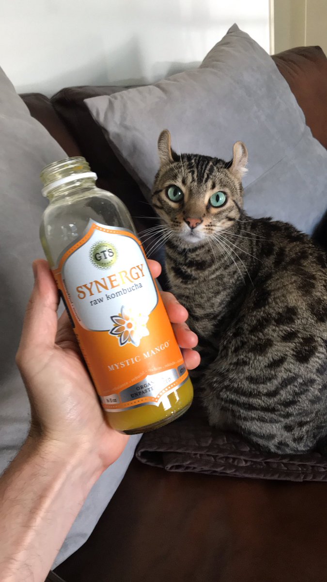sample_size_one's tweet photo. Today I’m sharing my #GTsKombucha w/the wild Hirschy Boy. Sweet #Mango flavor w/the familiar #kombucha kick finish. I drink enough kombucha that regular drinks w/o that bite at the end are becoming bland! $2.79 @ #Sprouts. Hey #GTsKombucha, approx how many mg of caffeine in this? https://t.co/okcx1BYnFa