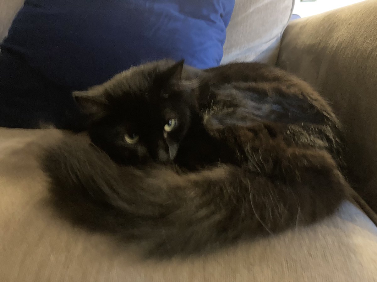 Im never active on here so heres a pic of my cat