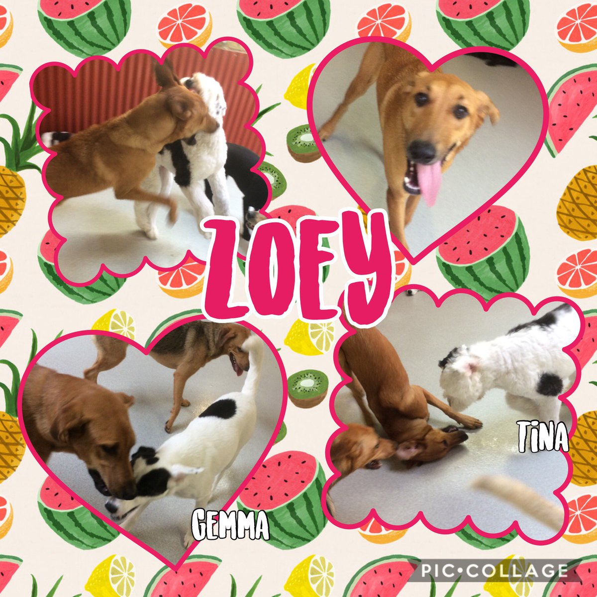 Zoey is having a fantastic time frolicking in daycare with her new friends! @mccoodavis @kathyireland @randallfetcho @SamirAlsaraf @SusanBryenton @LitchfieldFund @AlsarafMaggie8 @Stylejulieanne @timeoutchicago @tailsmagazines @chicagodogs @wisebeautyqueen