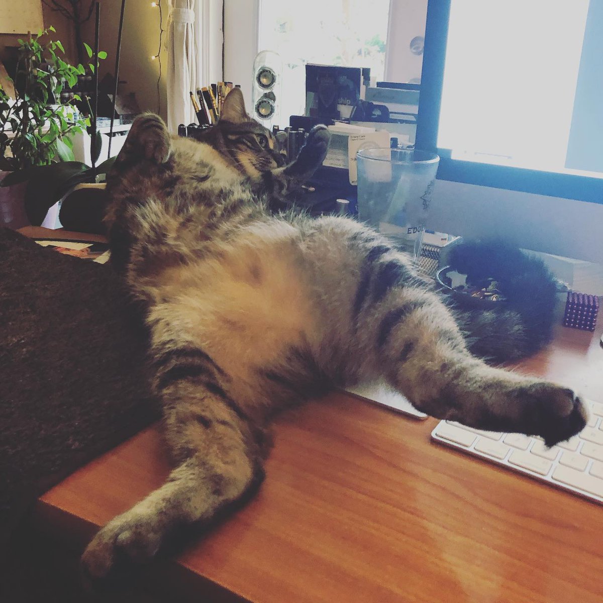 FunkyPlaid's tweet photo. Oh, come ON.
#crivens #bottlebrushbrothers #academicswithcats #workdelays https://t.co/qlbVX1badN