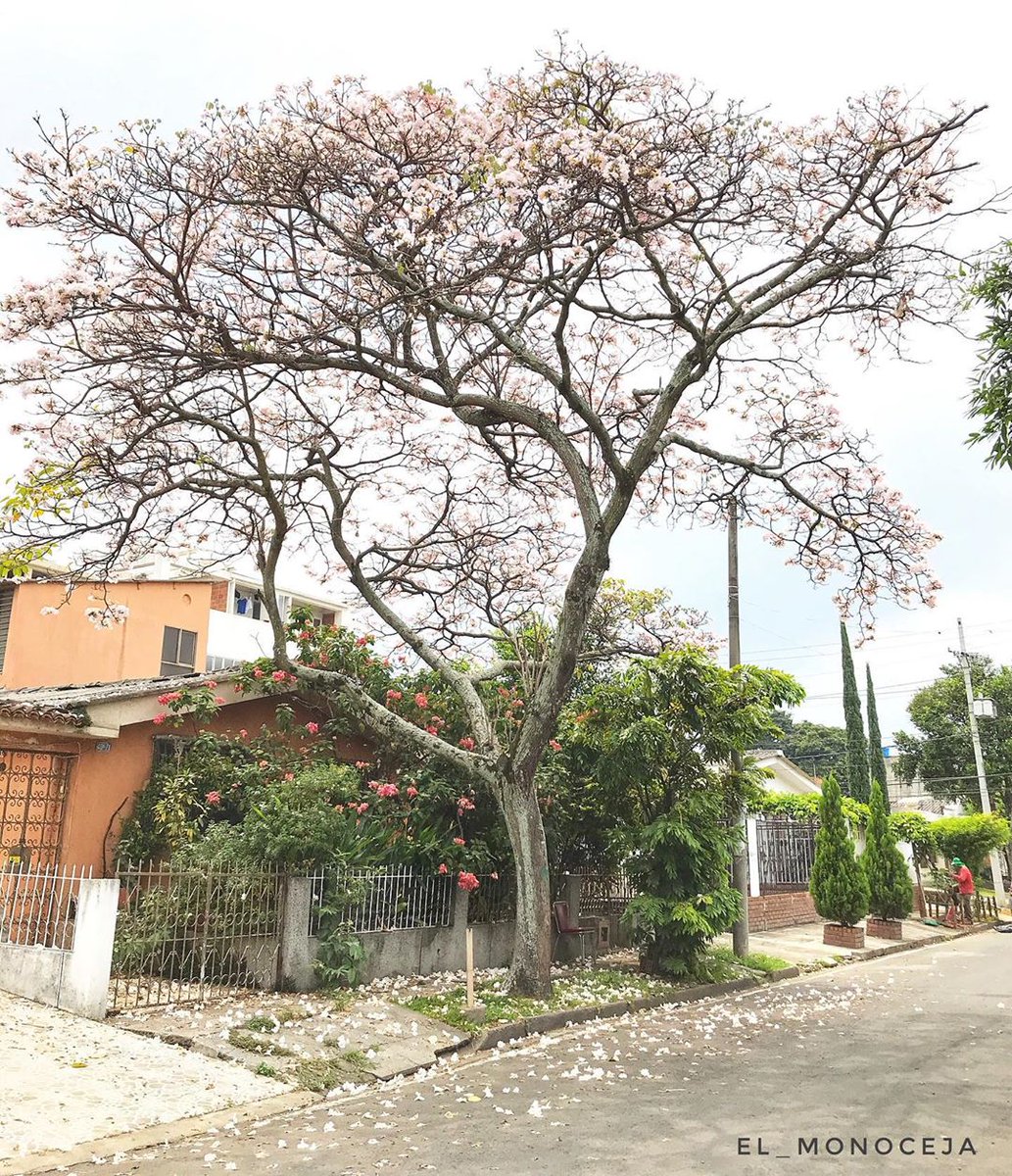 OrgulloCaleno's tweet photo. Sonríe🌸.

#Guayacanes #Guayacan #OrgulloCaleño #CaliCo #YoCreoEnCali
Foto: Miguel Galeano https://t.co/LgwSoxrjcG