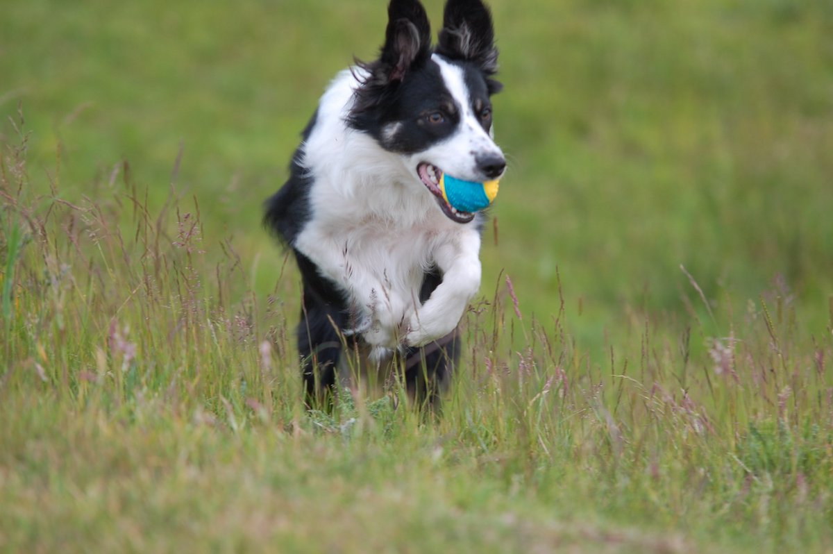 searchdogwillow's tweet photo. My training continues, fetch the ball, heel work, down stays and putting my toy in Dad's hand - the last one needs some practice #photooftheday #searchdog #searchdogtraining #lovemyball https://t.co/nhWJif8UsF