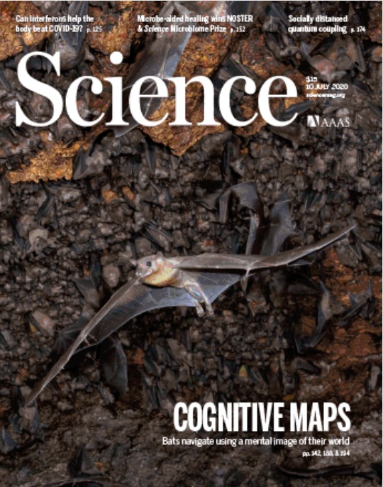 The Bat Lab (@yovelbatlab) on Twitter photo Our new paper in <a href="/ScienceMagazine/">Science Magazine</a> made in to the cover!
Bat pups tracked from their first night in the wild!
Great work <a href="/Lharten/">Lee Harten</a>
<a href="/AyaGoldshtein/">Aya Goldshtein</a>
Amitay and <a href="/HandelMichal/">Michal Handel</a>
Check it out: science.sciencemag.org/content/369/65…
#bat #pups #rousettus #behaviour #ecology Our new paper in <a href="/ScienceMagazine/">Science Magazine</a> made in to the cover!
Bat pups tracked from their first night in the wild!
Great work <a href="/Lharten/">Lee Harten</a>
<a href="/AyaGoldshtein/">Aya Goldshtein</a>
Amitay and <a href="/HandelMichal/">Michal Handel</a>
Check it out: science.sciencemag.org/content/369/65…
#bat #pups #rousettus #behaviour #ecology