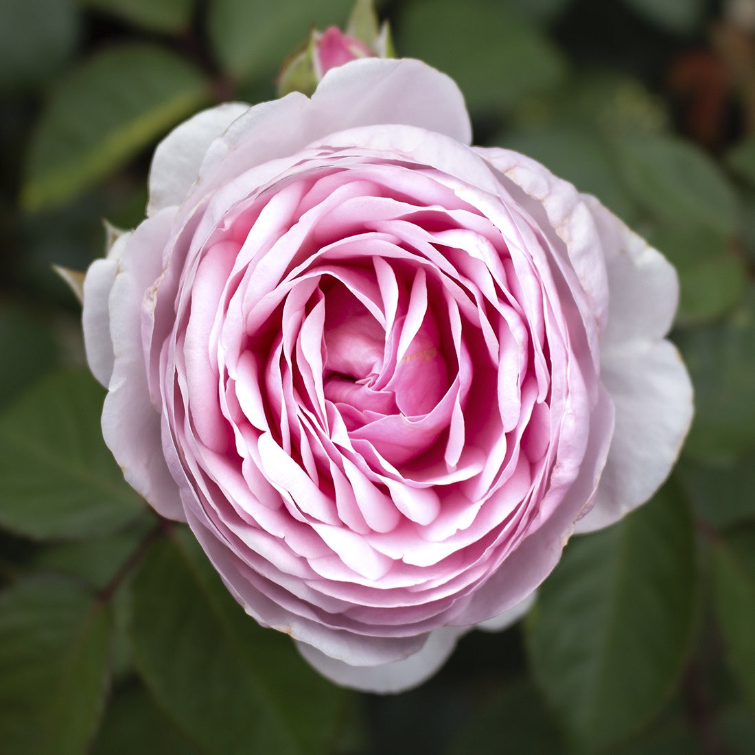 Last shot while exploring #rosecity #pdx #roses in full bloom. 
1 of 3

#photography
#infullbloom 
#rosegarden
#flowerphotos
#internationalrosetestgarden