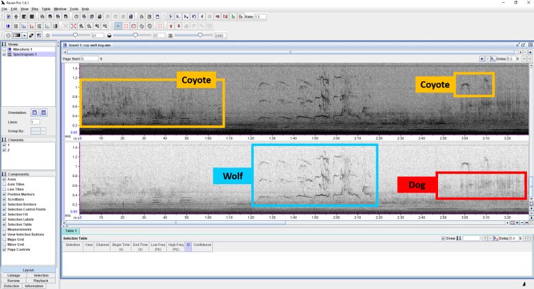 CanidHowlProj's tweet image. We’re starting to find some really interesting vocal interactions between dogs, wolves &amp;amp; coyotes 🐺 🐶 Here we’ve marked where these species seem to be responding to each other over a 3 min period. You can listen to the clip here: youtu.be/hKvwp5QMHcQ #bioacoustics #scicomm