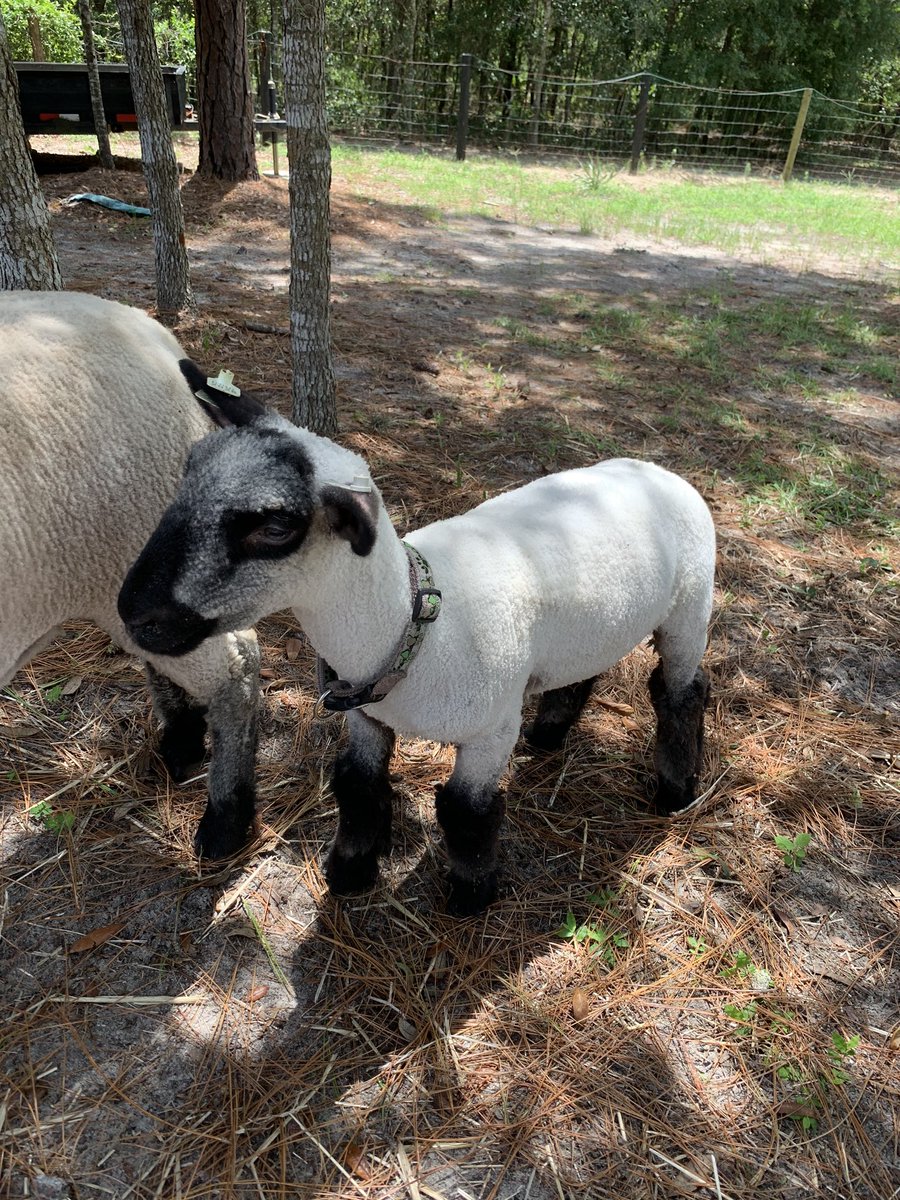 Jessica07414492's tweet photo. Meet the newest member of Saddlewood. It’s a boy and he needs a name. Any suggestions? Thank you Mrs. Benedict for fostering him until August. @Saddlewood_MCPS @KimFarrow9 https://t.co/YMsL20tpCy