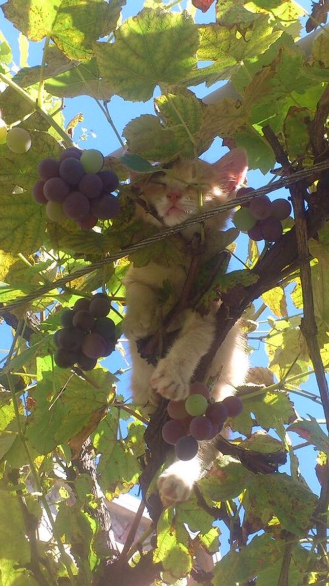 seapearlangel's tweet photo. oh to be this cat sleeping in a grape tree https://t.co/nBQ1Wdr7t5