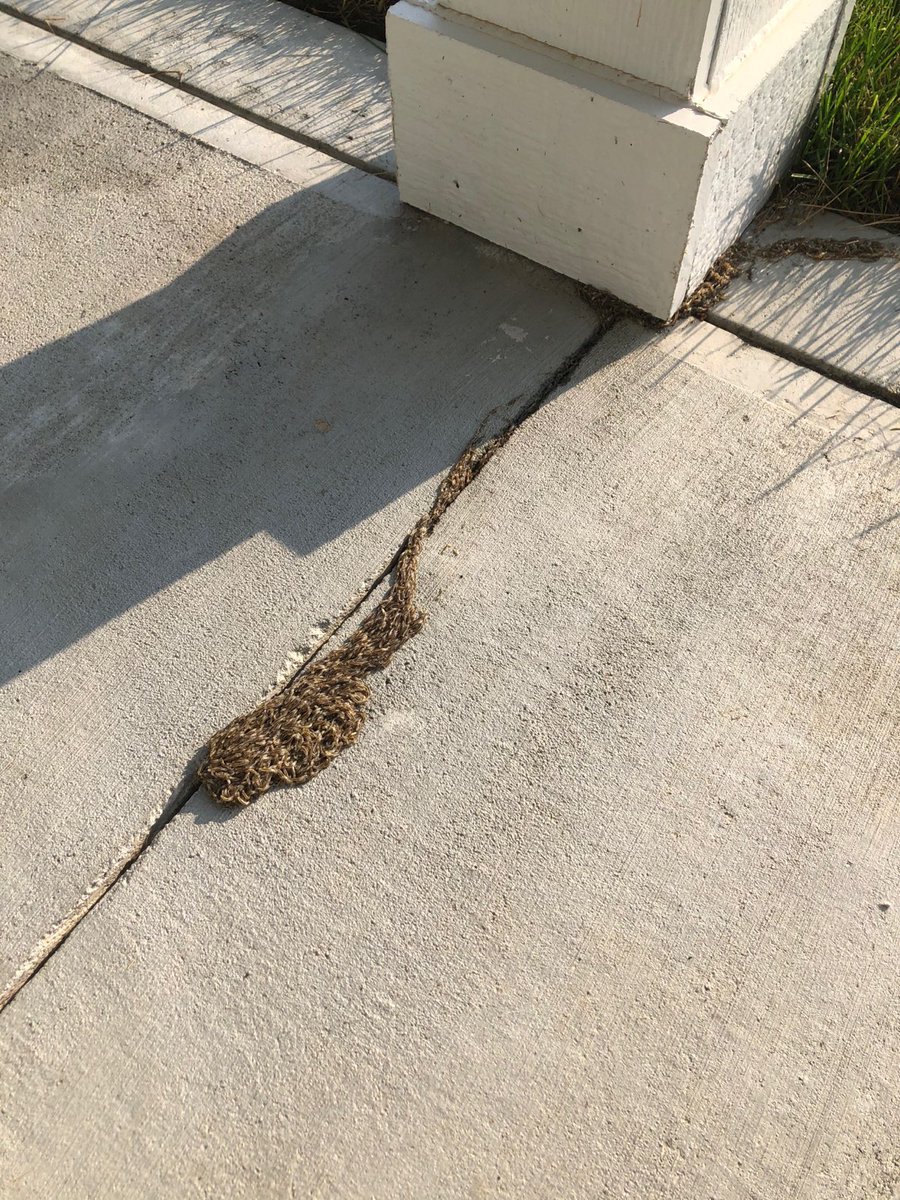 SEE THE NEW TURF BLOG ON THE SCIARID SNAKE.
extension.iastate.edu/turfgrass/blog…