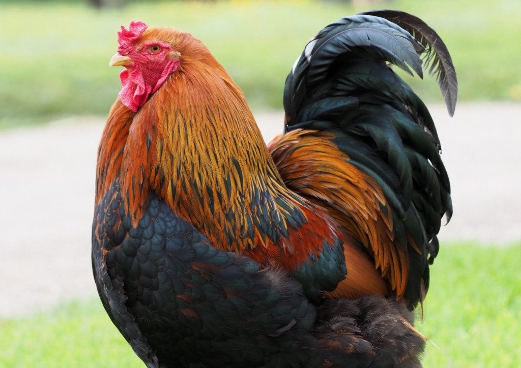 Your pet + what they're named after 

This isn't even her full name https://t.co/1PVdFsVUDP 