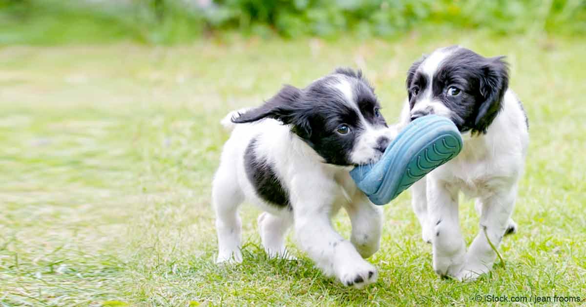 Доберман и бордер колли. Лабрадор терьер щенок. Как играть со щенком. Щенки. Играющие собаки.