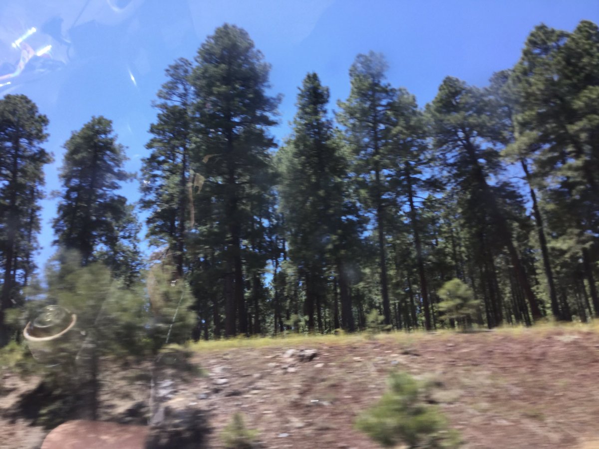 But not much further on, real trees around Flagstaff... and 6900 ft elevation. Guessing it’s downhill from here to Scottsdale.