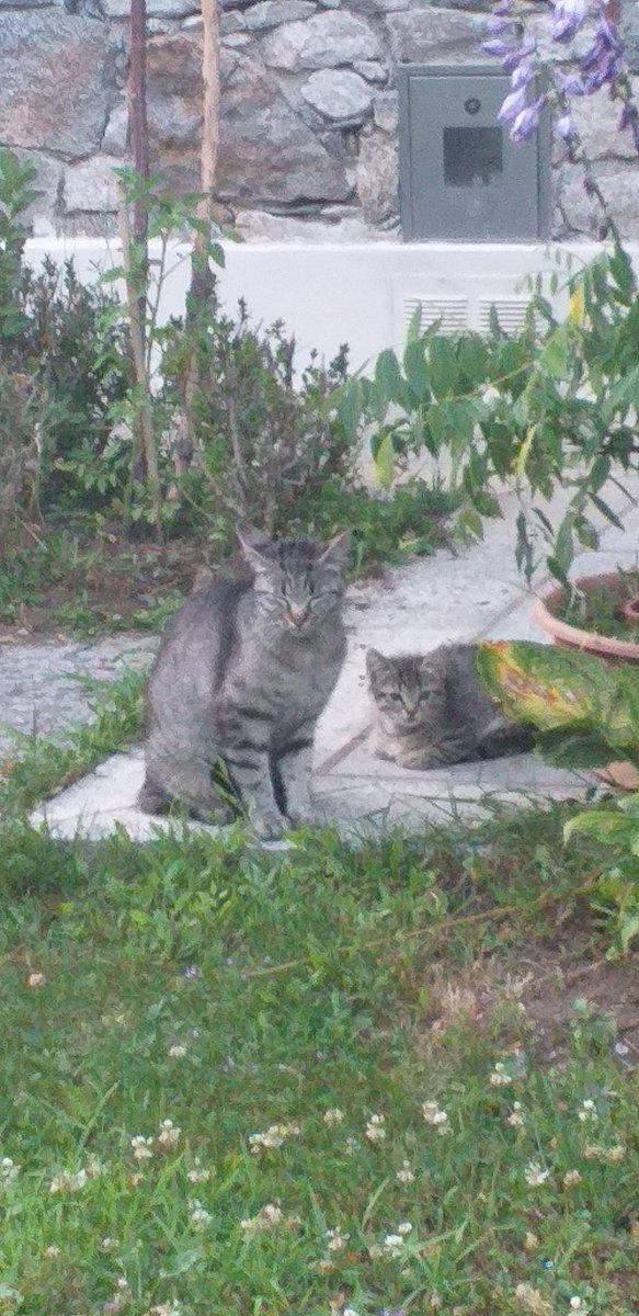 Desynina3's tweet photo. @Lucapergliamici X tuo figlio sono un selvatici è così bello sentire un gatto soffiare e alzare il pelo https://t.co/6Yg1kyOXQr