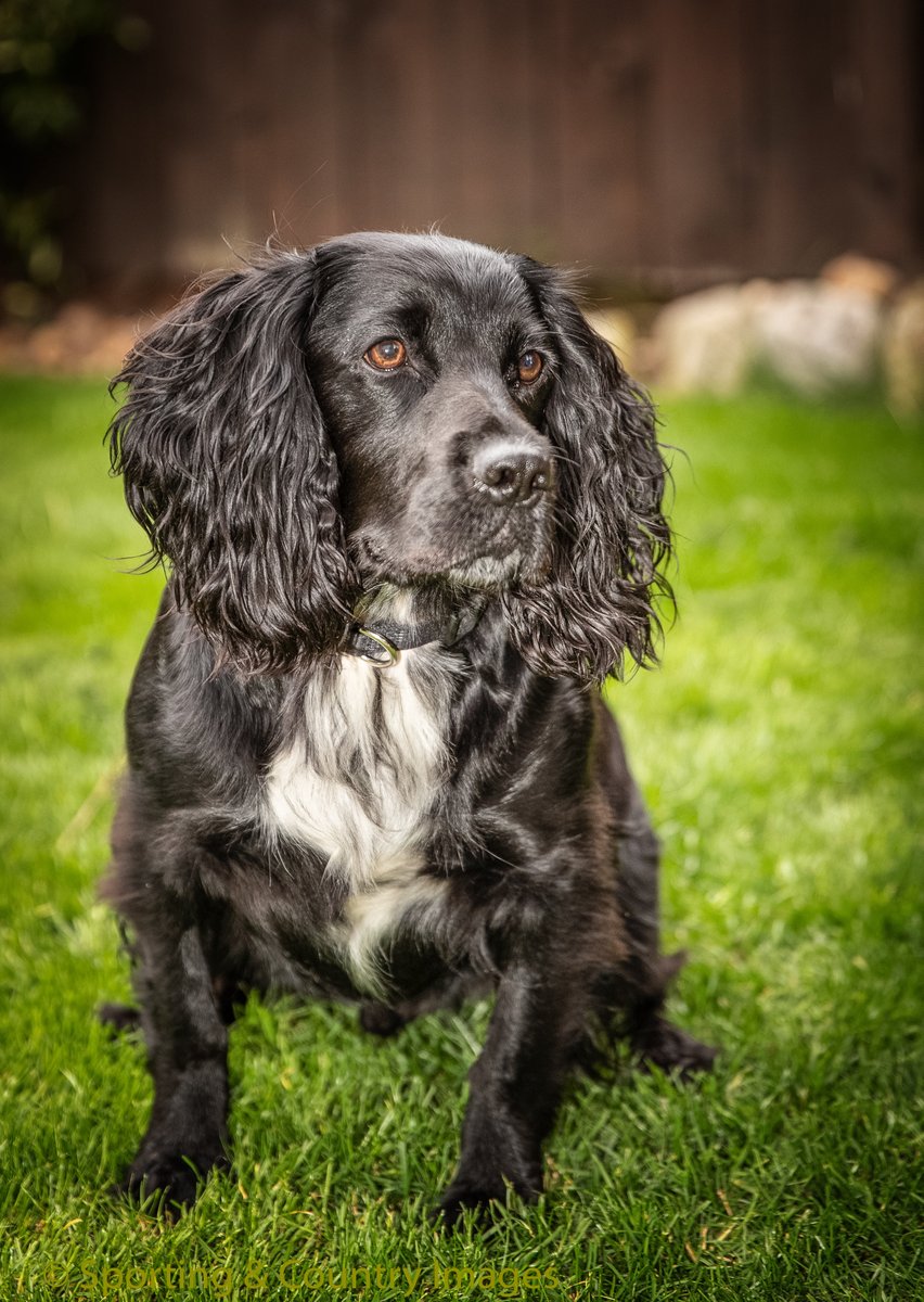 just chill’in in the garden !!!  
#gundogsofinstagram #gundog #workingdogsofinstagram #cockerspaniel #shooting #fieldsports  #hunting #countryside #pheasantshooting #gameshooting #countrysports #dogsofinstagram #workingcockerspaniel #sportinggunmagazine #dogphotography